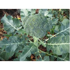 BROCCOLI 4 CM